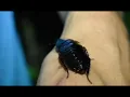 The TRUE Palmetto Bug - BBC Presenter App