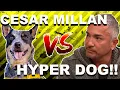 Download Cesar Millan vs. HYPER DOG (Stop Dog Lunging) mp4 3gp mp3 videos - waplic