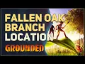 Fallen Oak Branch Location Grounded