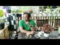 Download Lagu rhoma irama - lain kepala lain hati - cover adi ok de - forsa jatim