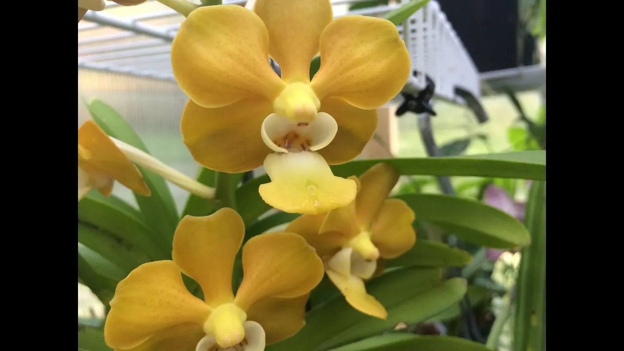 ORCHID CARE: SUMMER CARE OF VANDA ORCHIDS IN FULL BLOOM / YARD TOUR BANANAS TAROS KOI POND
