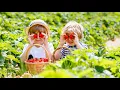Pick Your Own Fruits and Vegetables at Kenyon Hall Farm