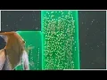 How to hatch any type of fish eggs Easy to understand tutorial