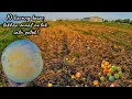 Download Lagu MUSIM PANAS DISINI BANYAK BUAH TERBENGKELAI GRATISS TINGGAL MUNGUTIN