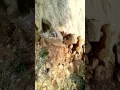 Download Lagu Thiruvannamalai forest miracles,rocks