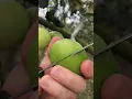 Download Lagu Panen buah bidara super jumbo 🍉 🥝🍒 #short #fruits #tiktok #fruitcutting #ninjafruit #bidara #buah
