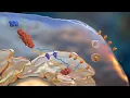 Antigen Processing and Presentation by Major Histocompatibility Complexes