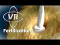 Enter the Womb in 360 The Ultimate Biological Race Move your phone to explore the environment