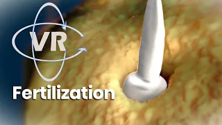 Enter the Womb in 360°,The Ultimate Biological Race,  Move your phone to explore the environment