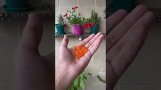 اقوي سماد طبيعي للزرع                                                                             دندنها
