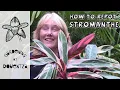 Lagu How to Repot Stromanthe || Quick \u0026 Easy Guide