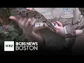 Waking up with the animals in the Tropical Forest at Boston s Franklin Park Zoo