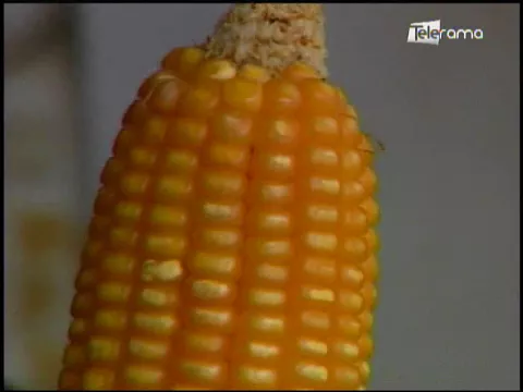 Ecuador Agropecuario 18-01-2018