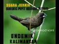 Download Lagu SUARA JERNIH Burung Pipit bondol hitam, ENDEMIK KALIMANTAN