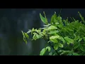Download Lagu Soothing rain sounds | sweet melodies | Deep sleeping music