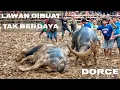 Petarung Terbaik Dan Disegani Pada Masanya / Tedong Silaga / Adu Kerbau / Buffalo Fight
