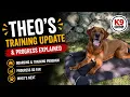 Labrador Retriever Training Theo s Progress Update