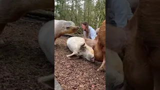 بنت تلعب مع الخنازير          دندنها