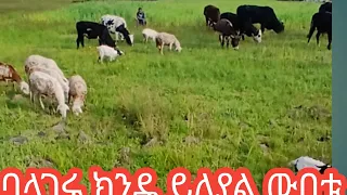 ሰላም ሰላም እንደት ናችሁ ኑ ኑ 