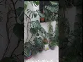 Download Lagu #Welcome to my garden! 🌿 Hope you enjoy this little escape.#plants #garden #gardening #indoorjungle