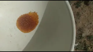 زنجبير اصلي للبيع دندنها