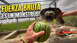 ¡NUNCA LA HAGAS ENFADAR! La mandíbula de la TORTUGA CAIMÁN es una trampa mortal 🐊💀