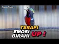 Lagu TERAPI KONIN GACOR FULL ISIAN COCOK UNTUK MENAIKKAN EMOSI BIRAHI KOLIBRI NINJA DENGAN SUARA KHAS