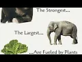 LIVE Farmer s Market Downtown Springfield Illinois