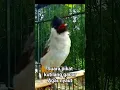 Download Lagu suara pikat burung kutilang gacor agar bunyi