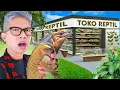 Download Lagu LIHAT RATUSAN REPTIL LANGKA DI TOKO INI!!