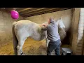 Module 4 Case Study Horse A Back