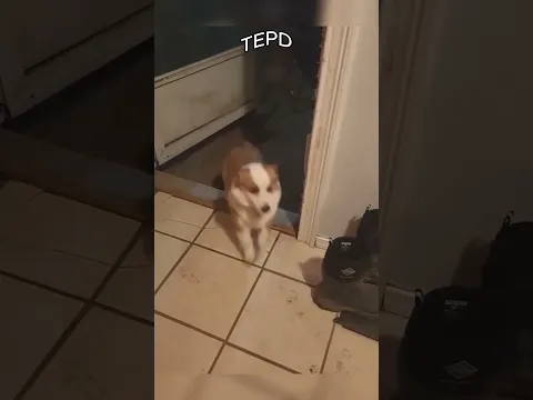 👉 Há um impostor entre esses cães! 🕵️‍♂️🐶