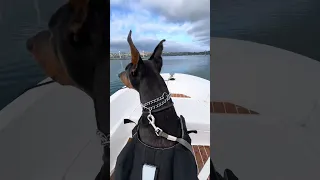 Heading home .. #fyp #dream #doberman #pets #youtube