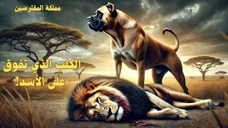 الكلب الوحيد الذي تفوق على الأسد الحقيقة الصادمة مملكة المفترسين الطبيعة كلاب 