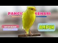 Download Lagu Suara KENARI PAUD ! Suara PANCINGAN Kenari PAUD Belajar BUNYI Ngeriwik || MASTERAN Kenari PAUD #303