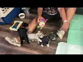 - 7 week old schnauzer puppies