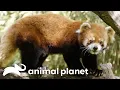 Willow the Red Panda The Zoo Animal Planet