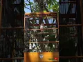 Pancingan Burung Cendet Macet.!!! #birds #cendet #fyp #viral #kicaumanianusantara