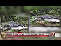 4 people 2 dogs killed in Nash County plane crash