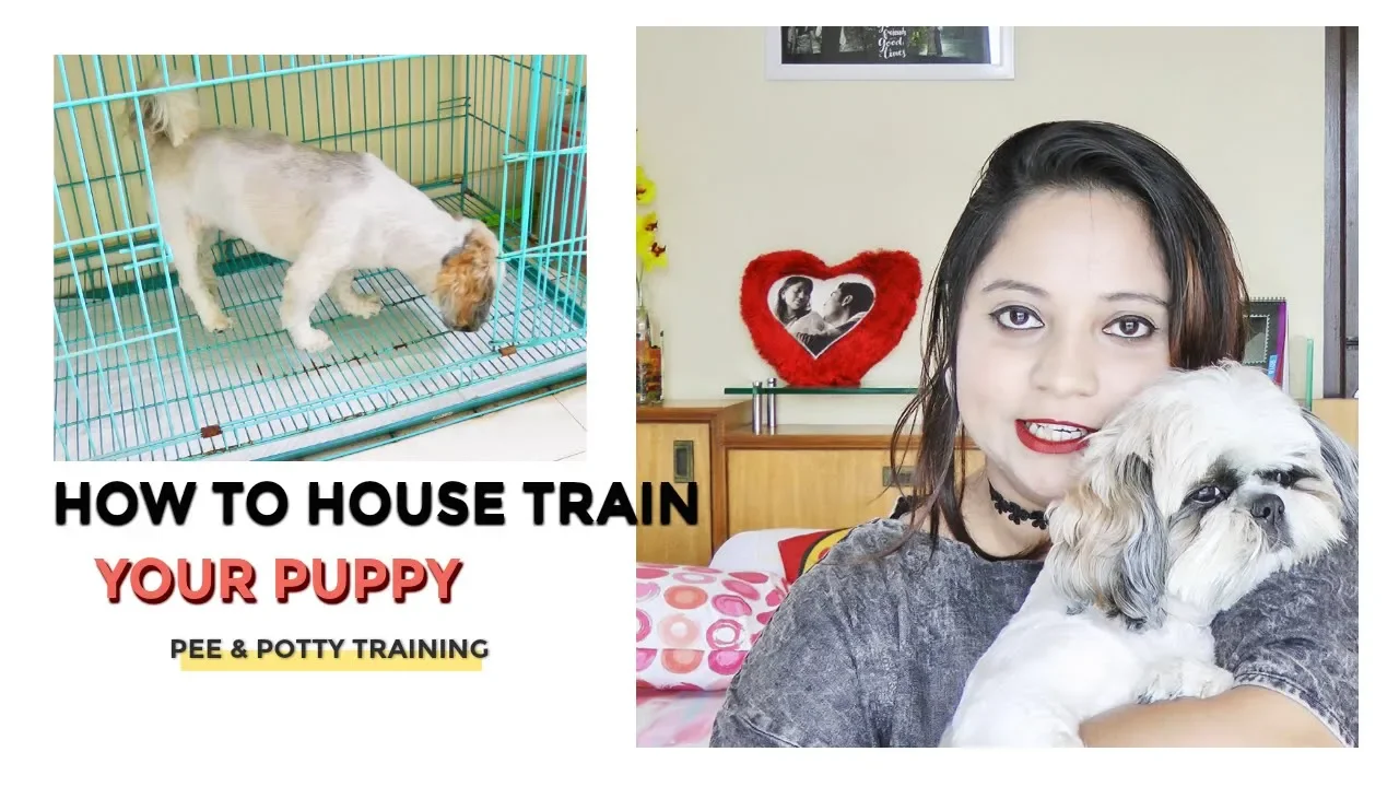 How to Potty Train A Shih Tzu Dog- So Smart & So Cute!