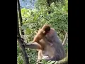 Monkey mom and son cuddling