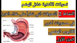 أبرز التحولات التي تطرأ على غذاء الخبز في مستويات أخرى للأنبوب الهضمي الجزء الأول 