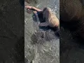 Download Lagu I found a real mermaid washed up in a fishing net 😭 #realmermaid