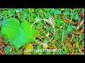 Download Lagu LAGU BUMI PONOROGO