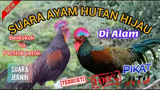 suara ayam hutan hijau suara pikat ayam hutan hijau ayam hutan hijau jantan mastengnex
