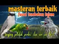 Download Lagu Masteran burung terbaik 🔥🔥 jingjing petulak perkici dan siri siri kecil