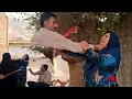Download Lagu Hamza and Grandmother's unpleasant and dangerous behavior; Fatima in the midst of fire