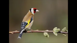 حسون المدية   مورصوا  فالبنين دندنها