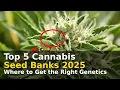Top 5 Cannabis Seed Banks 2025 Where to Get the Right Genetics