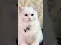 Download Lagu #habiya #cat #short #video #subscribe #my #channel